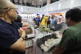 MPAJ laksana program pemandulan atasi lambakan haiwan terbiar