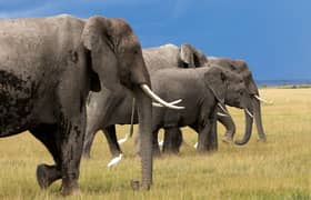 Study shows elephants might call each other by name
