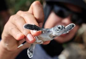 Warmer temperatures mean fewer male turtles, hurting conservation efforts