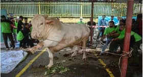 DUN Sentosa agih 14 haiwan korban untuk masjid, surau sempena Aidiladha