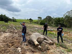 Four elephants found dead in Johor, Perhilitan probing cause