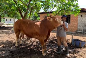 ‘Lembu sado’ top choice for Aidiladha despite five-figure price