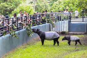 Malayan tapir named Selangor environmental icon