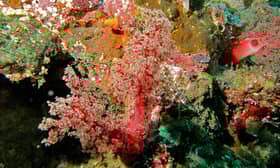 Mass coral bleaching threatens Malaysia's marine biodiversity — Fisheries Dept