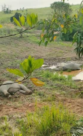 Empat gajah ditemukan mati di kebun buah-buahan, punca kematian masih disiasat