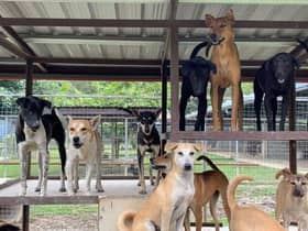 No culling: MPAJ opts for neutering to address overpopulation of strays