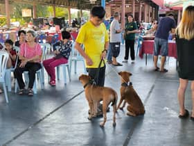 Selangor hasrat laksana polisi tiada bunuh, pelihara haiwan terbiar