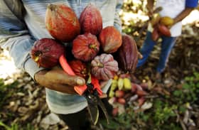 Indonesia plans to develop cocoa, coconut sectors using palm oil fund