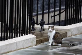 All change at UK’s Downing Street after polls, except Larry the cat