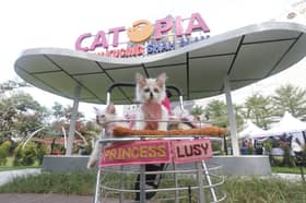 Dunia riang si bulus bela nasib kucing jalanan