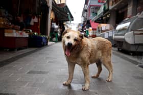 Turkiye passes law to get stray dogs off the streets and into shelters
