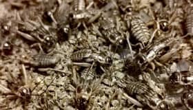Singapura lulus 16 spesies serangga untuk dimakan termasuk cengkerik