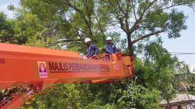 MPSepang potong 940 pokok usia lebih 20 tahun, berisiko tumbang