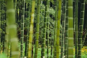 State govts’ land policies main barrier to bamboo industry growth — Minister