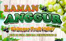 Rasai pengalaman petik anggur di Selangor Fruit Valley