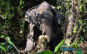 Warga emas cedera diserang gajah di hadapan rumah ketika hendak ke surau
