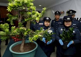 Selangor Customs seize 231 luxury cars, trees, tobacco worth RM30 mln