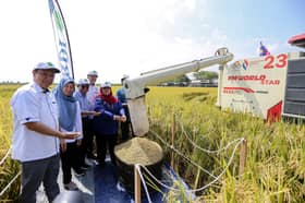 Mardi perkenal dua varieti padi wangi, penuhi permintaan beras berkualiti