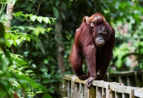 More protection for endangered primates as govt shores up law, partnerships