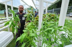 Orang Asli dilatih teknik pertanian hidroponik seiring kemajuan negara