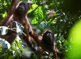 Orangutan programme says donations eligible for tax relief