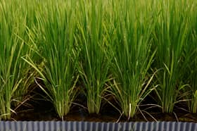 Japan bets on heat-resistant rice as sweltering summers ravage crops