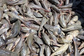 Over 2,000 kg of invasive pleco fish caught within five days