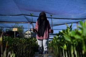 Indonesia president-elect plans US$65 bln green fund from selling carbon credits