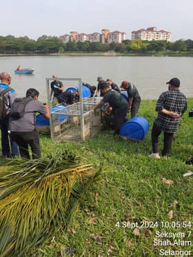 Perhilitan guna umpan ayam tangkap buaya tembaga di Tasik Seksyen 7