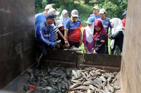 Inisiatif Selangor buru ikan bandaraya, jaga ekosistem sungai dipuji
