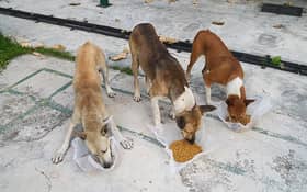 Challenges in managing stray animals