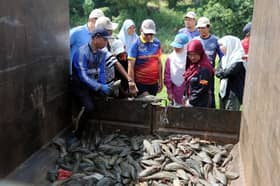 Lebih 1.7 tan ikan bandar raya ditangkap, diproses makanan haiwan, baja