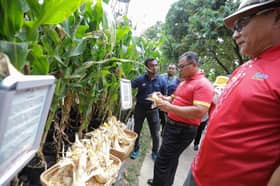 Kurangkan import makanan haiwan, Selangor perluas tanaman jagung bijirin