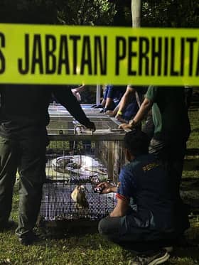 Buaya di Tasik Seksyen 7 dipindahkan ke Paya Indah Wetlands, Dengkil