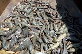 Over 300 kg of invasive fish caught, rapid waters affect efforts