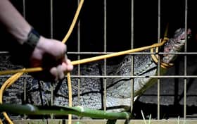 Captured croc relocated for health check before release to natural habitat