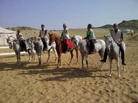 13 horses at Terengganu equestrian facility branded with GISB logo