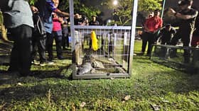 Crocodile in custody: Section 7 lake’s unexpected visitor captured