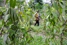 Selangor launches high-potential vanilla cultivation pilot project 