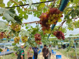 Pengusaha buktikan pokok anggur sesuai ditanam dengan iklim Malaysia