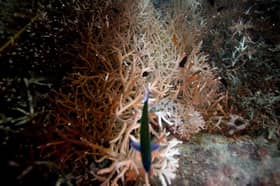 Deep ocean marine heatwaves may be under-reported, study finds