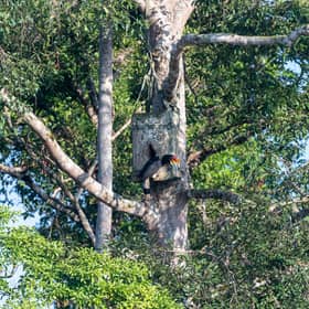 Malaysia celebrates first National Hornbill Day