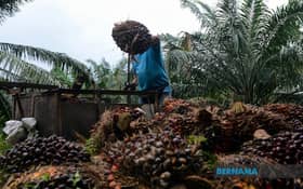 Kerajaan sasar tanam semula sawit seluas 77,000 hektar tempoh lima tahun