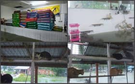 Lebih 400 kucing jalanan mungkin mati, pusat jagaan dinaiki air lebih tiga meter