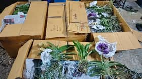 Polis tumpaskan cubaan seludup orkid bernilai RM145,000