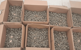 Attempt to smuggle 5,000 red-eared turtles from Malaysia foiled at India airport