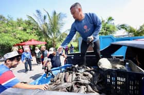 Tonnes of pleco fish caught as programme expands