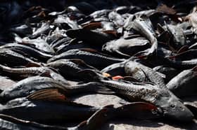 Inisiatif buru ikan asing sepanjang Disember, tawar RM1 setiap kilogram