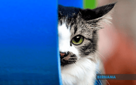 UM lecturer, students among 7 questioned over cat deaths