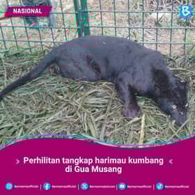 Perhilitan tangkap harimau kumbang di Gua Musang, dipercayai keluar dari hutan simpan